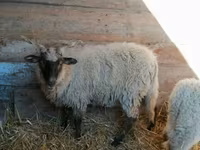 Sheep, Racka sheep — photo 2