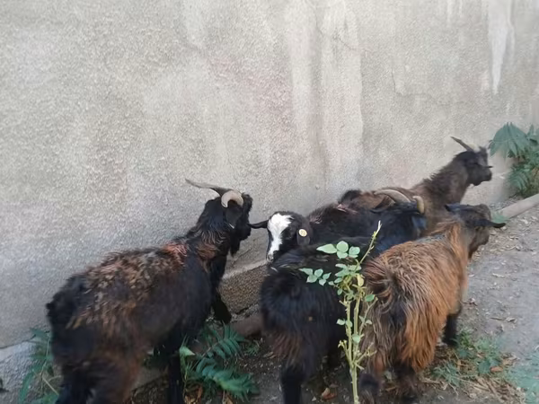 Boucs, Chèvres
