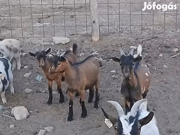 تيس, Pomellata goat