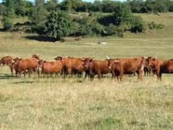 Krava, Salers cattle
