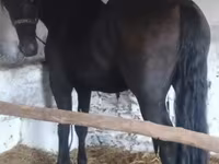 Horse (M), Friesian — photo 3