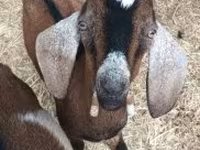 Billy Goat, Goats — photo 1