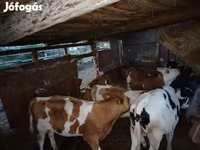 牛只（批次，未指定性别）, Cattle — 照片 4