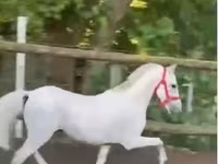 母马, Horses — 照片 4