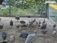 Guinea fowl — fotografija 7