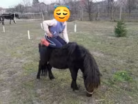 Koń, Shetland Pony — zdjęcie 5