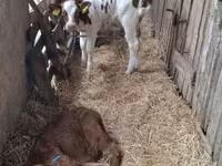 Cow, Simmental cattle — photo 3