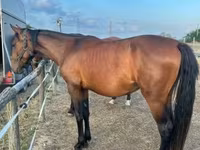 Yegua, Caballos — foto 8