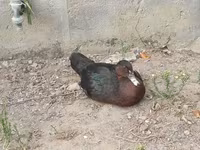 Ducks — fotografija 1