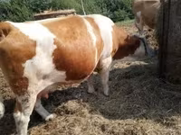 Vaca, Simmental cattle — foto 2