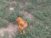 Chickens — foto 7