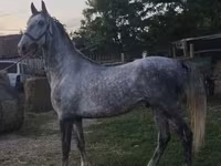 公马, Lipizzaner — 照片 6