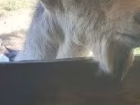 Keçi, Alpine goat — foto 5