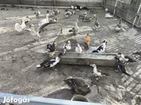 Ducks — फ़ोटो 3
