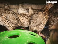 Quails — fotografija 2