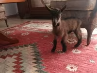 雄ヤギ, Alpine goat — 写真 2