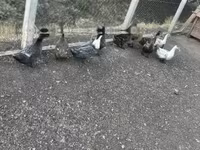 Ducks — fotografija 3