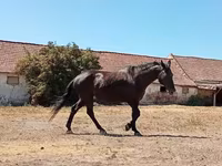 母马, Horses — 照片 8