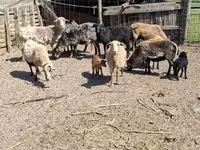 أغنام (دفعة، الجنس غير محدد), Cameroon sheep — الصورة 2