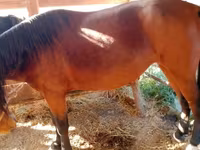 Kobila, French Trotter — fotografija 3