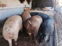 猪（批次，未指定性别）, Pigs — 照片 2
