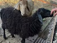 公羊, Hissar sheep — 照片 6