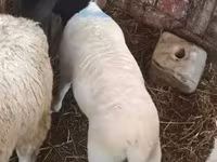 Oveja, Dorper sheep — foto 3
