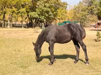 Hengst, Nonius horse — Foto 1