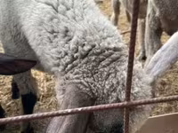 公羊, Tsigai sheep — 照片 1
