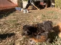 Silkie — foto 4