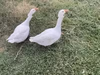 Geese — zdjęcie 1
