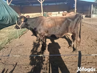 母牛, Jersey breed — 照片 2