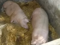 猪（批次，未指定性别）, Pigs — 照片 5