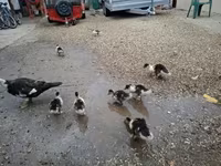 Ducks — foto 2