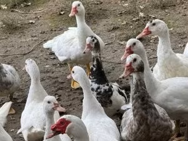 Ducks — Угорщина