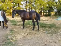 Pastuv, Nonius horse — fotografija 2