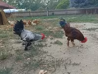 Chickens — fotografija 1