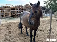 घोड़ा, Hucul pony — फ़ोटो 3