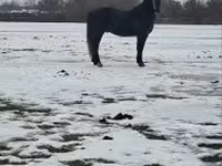 حصان, Lipizzaner — الصورة 1