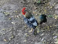 Chickens — 照片 4
