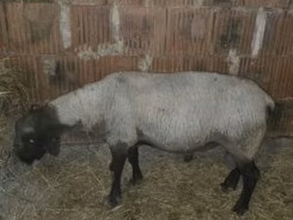 Bélier, White Suffolk sheep — Hongrie
