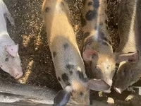 Pigs (batch, sex not specified), Дюрок — photo 1