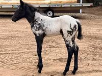 Kobila, Appaloosa — fotografija 5
