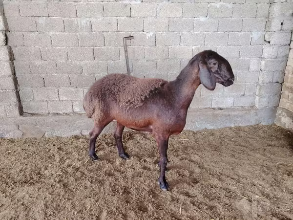 绵羊（批次，未指定性别）, Blackheaded Persian sheep
