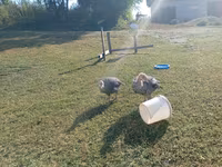 Guinea fowl — fotografija 4