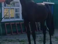 Pastuv, Russian Trotter — fotografija 1