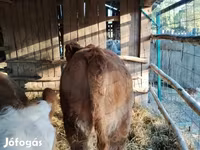母牛, Simmental cattle — 照片 3