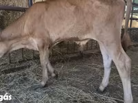 Byk, Rasa jerseyjska — zdjęcie 2