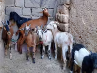 Echki, Alpine goat — 2-rasm