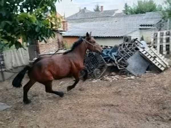 Кінь, Коні